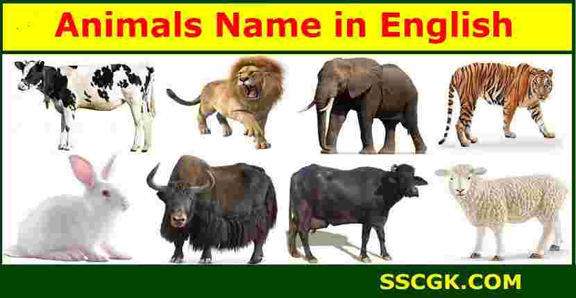 Animals Name in English and Hindi