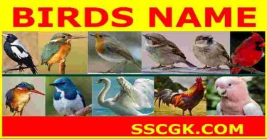 Birds Name in English and Hindi
