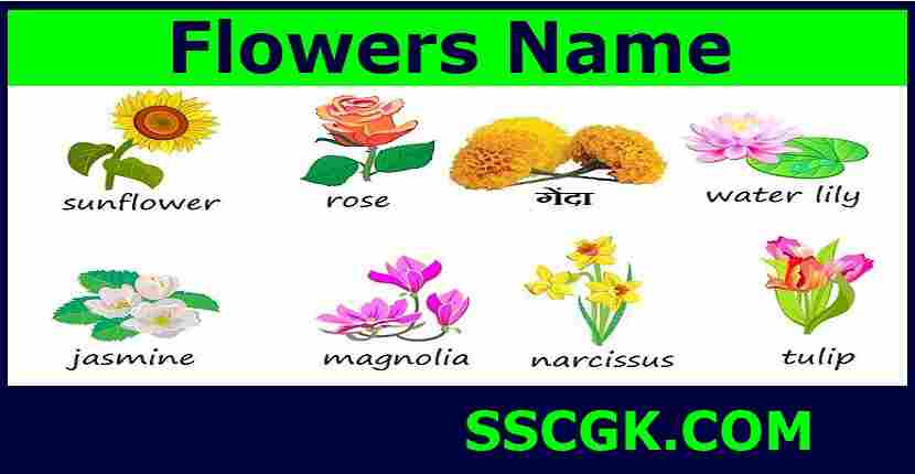 Flowers Name in English and Hindi