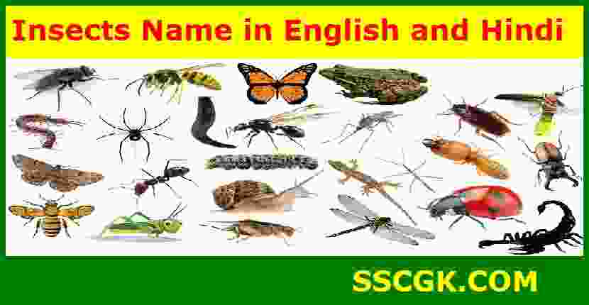 Insects Name in English and HindiInsects Name in English and Hindi