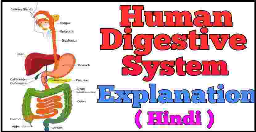 Human Digestive System Notes in Hindi Pdf Download